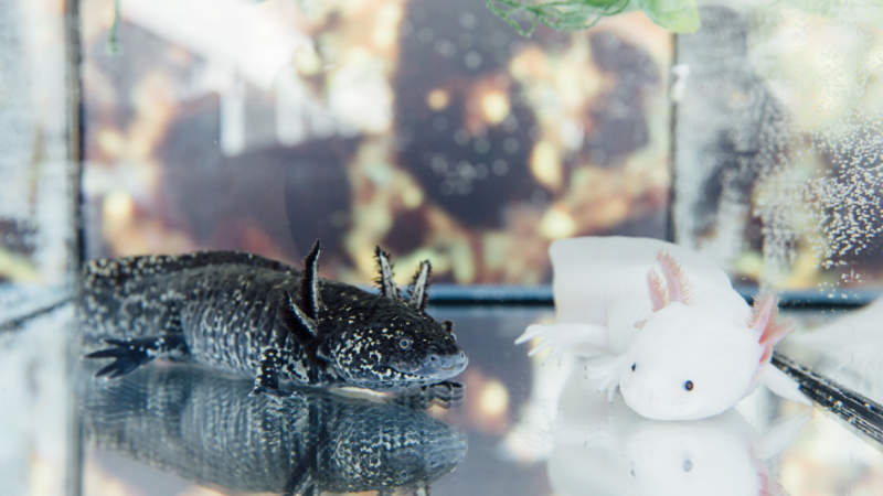 Two axolotls in an aquarium