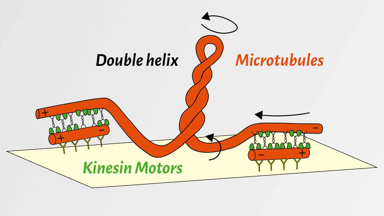 Schematic showing the generation of twist and torque between cross-linked microtubules